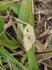 Semaeopus sabuloides