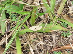 Semaeopus sabuloides