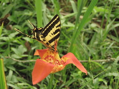 Papilio pilumnus