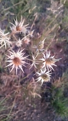 Eryngium heterophyllum