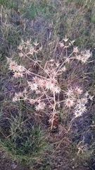 Eryngium heterophyllum