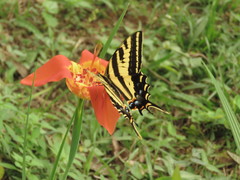 Papilio pilumnus