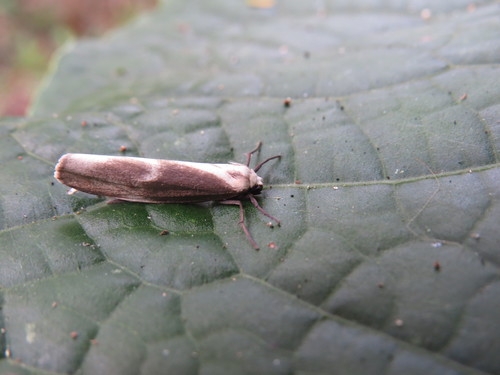 Agylla subvoluta