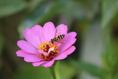 Syrphus knabi