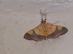 Endocrossis flavibasalis