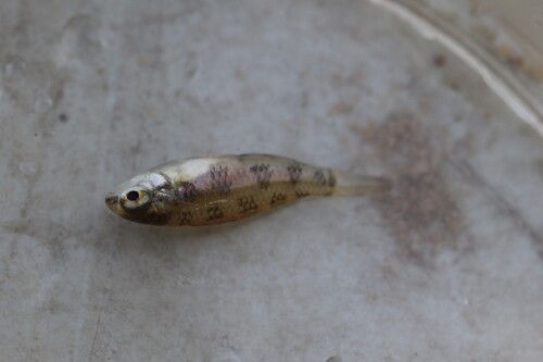 Gevlekte schaakbord-dwergcichlide (Dicrossus maculatus) — Cichlidae — 5