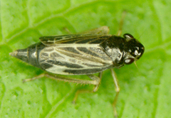 Evacanthus nigramericanus
