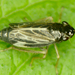 Evacanthus nigramericanus - Photo (c) psweet, alguns direitos reservados (CC BY-SA), uploaded by psweet