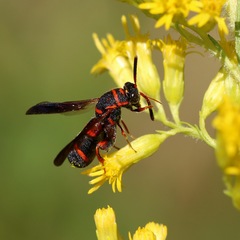 Leucospis affinis image