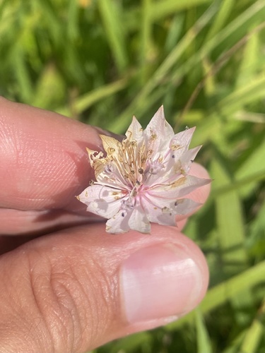 Astrantia trifida, photograph 6