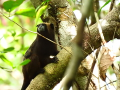 Saguinus fuscicollis fuscicollis