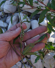 Persicaria robustior