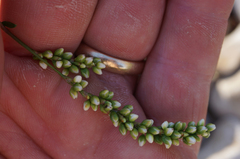 Persicaria robustior