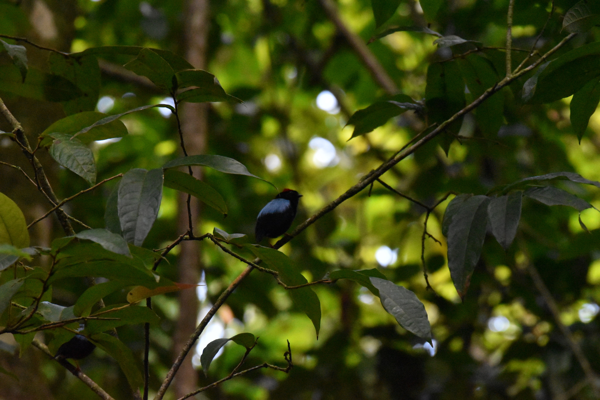 Blue-backed Manakin (Chiroxiphia pareola), photo 6