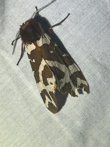 Garden Tiger photo 4