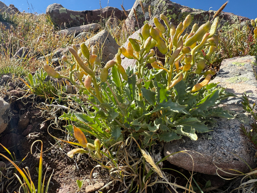 Uinta parrya (Parrya rydbergii)