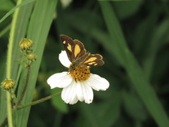 Dalla