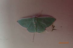 Nemoria lixaria