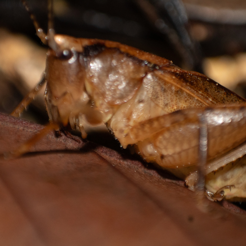 Hyperomerus ferreirai