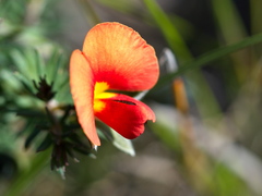 Gompholobium ecostatum