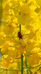 Melanerythrus mactans