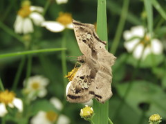 Quadrus lugubris
