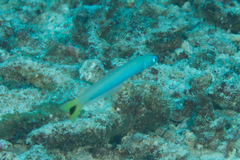 Ptereleotris heteroptera