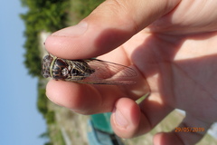 Diceroprocta viridifascia