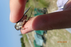 Diceroprocta viridifascia