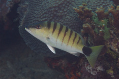 Lutjanus semicinctus