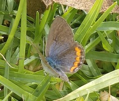 Icaricia lupini texanus