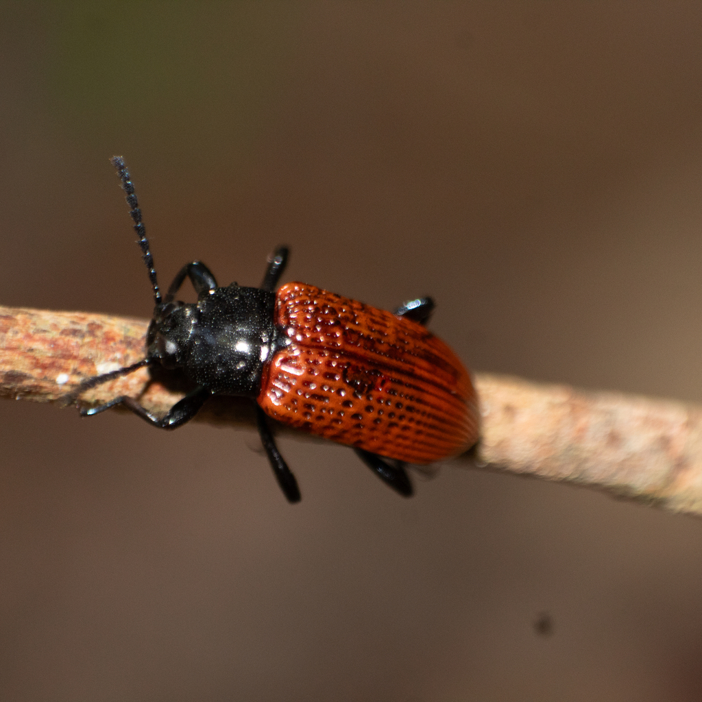 Strongylium erythropterum