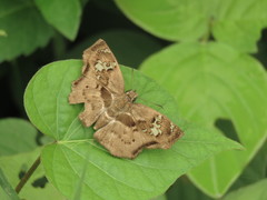 Quadrus lugubris