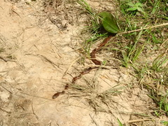 Mastigodryas boddaerti