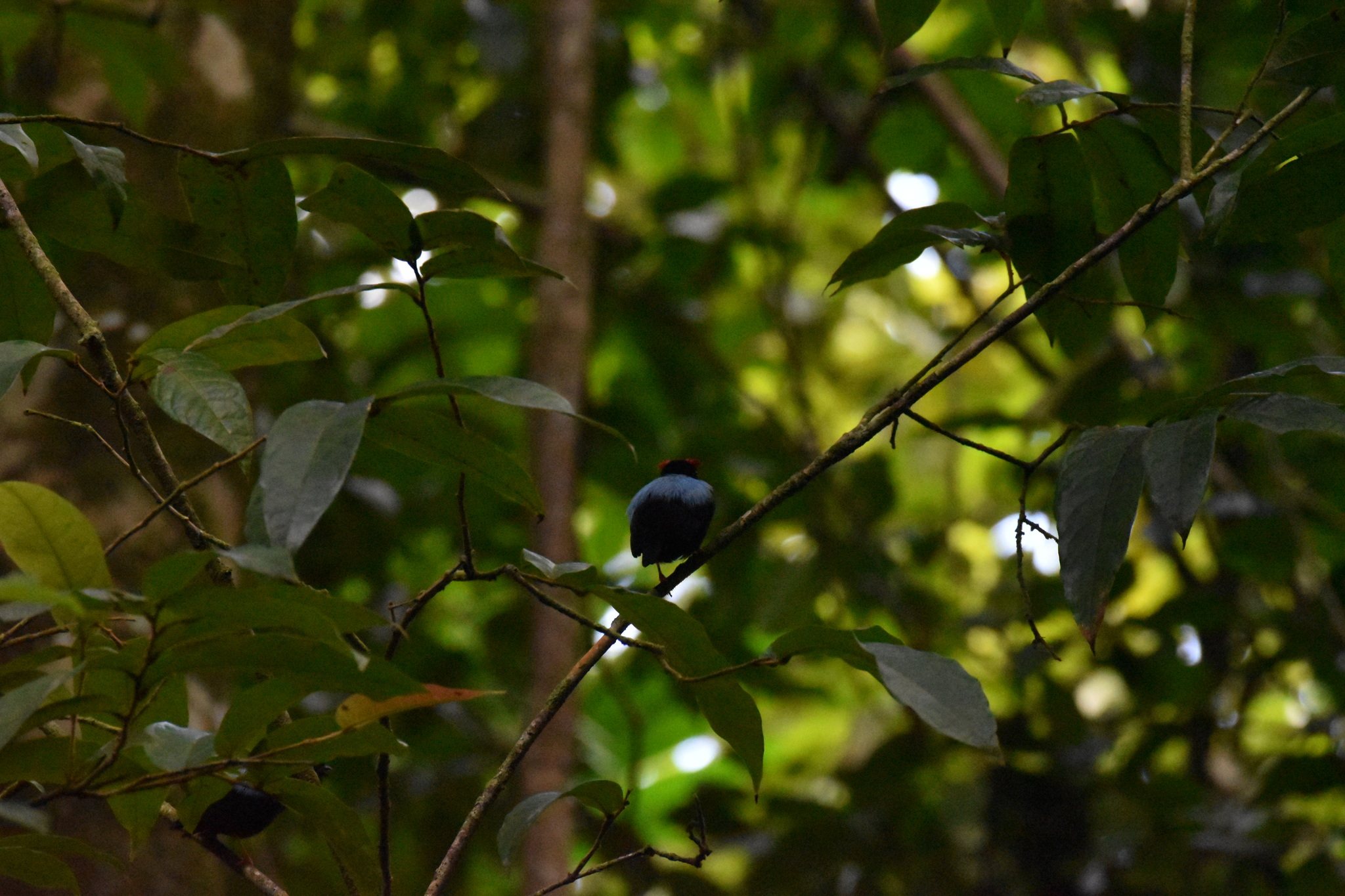 Blue-backed Manakin (Chiroxiphia pareola), photo 8