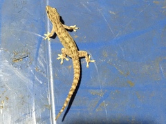 Gonatodes antillensis