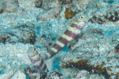 Amblyeleotris wheeleri