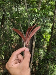 Dipterocarpaceae