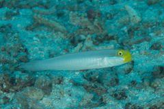 Valenciennea strigata