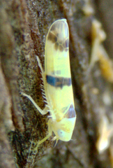 Empoa venusta