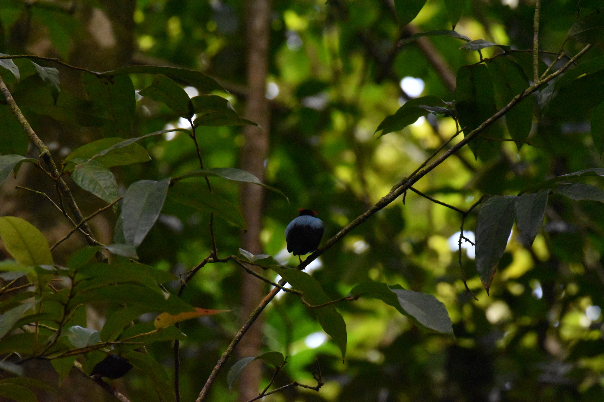 Blue-backed Manakin (Chiroxiphia pareola), photo 9