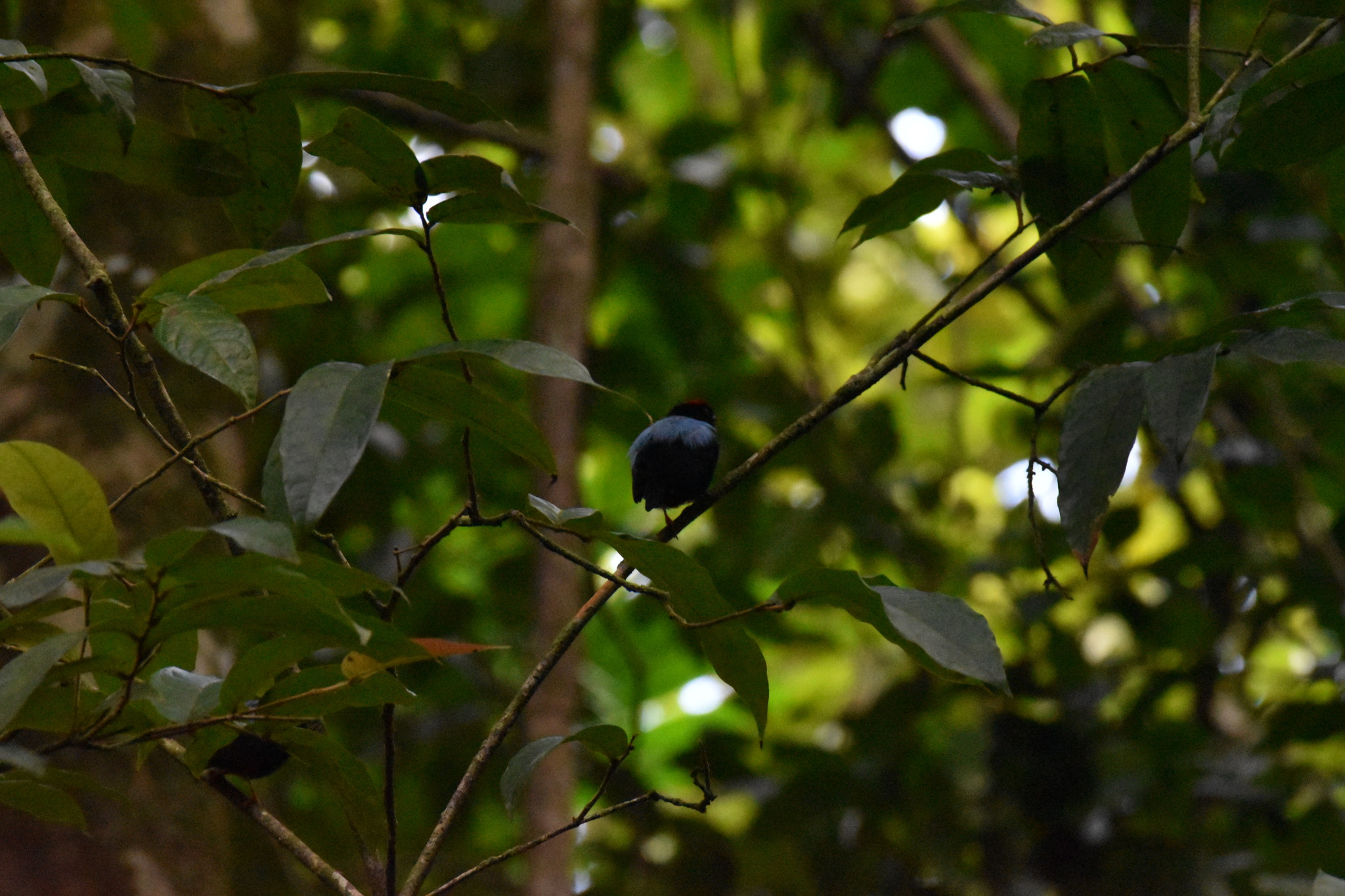Blue-backed Manakin (Chiroxiphia pareola), photo 7