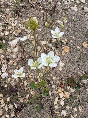 marsh grass-of-Parnassus