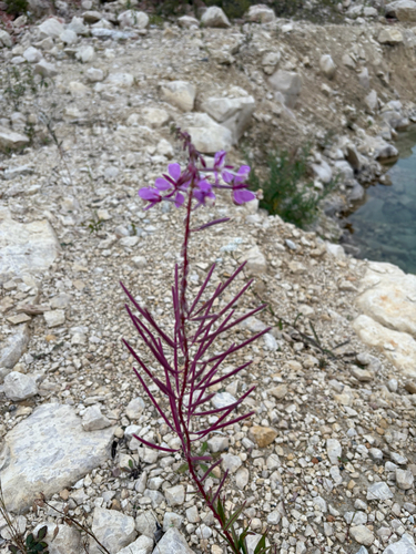 fireweed