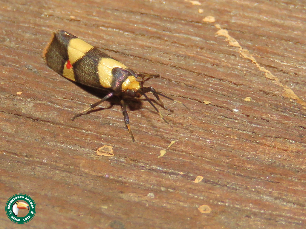 Nodozana rhodosticta