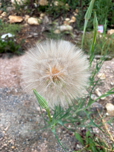 Yellow Salsify