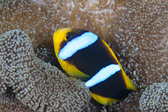 Amphiprion chrysopterus