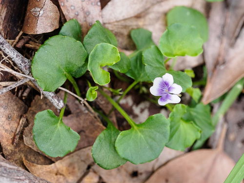 Ivy Leaved Violet