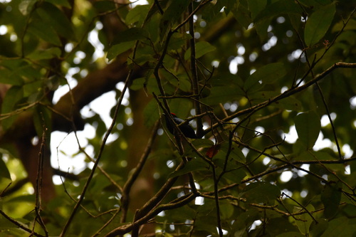 Blue-backed Manakin (Chiroxiphia pareola), photo 5