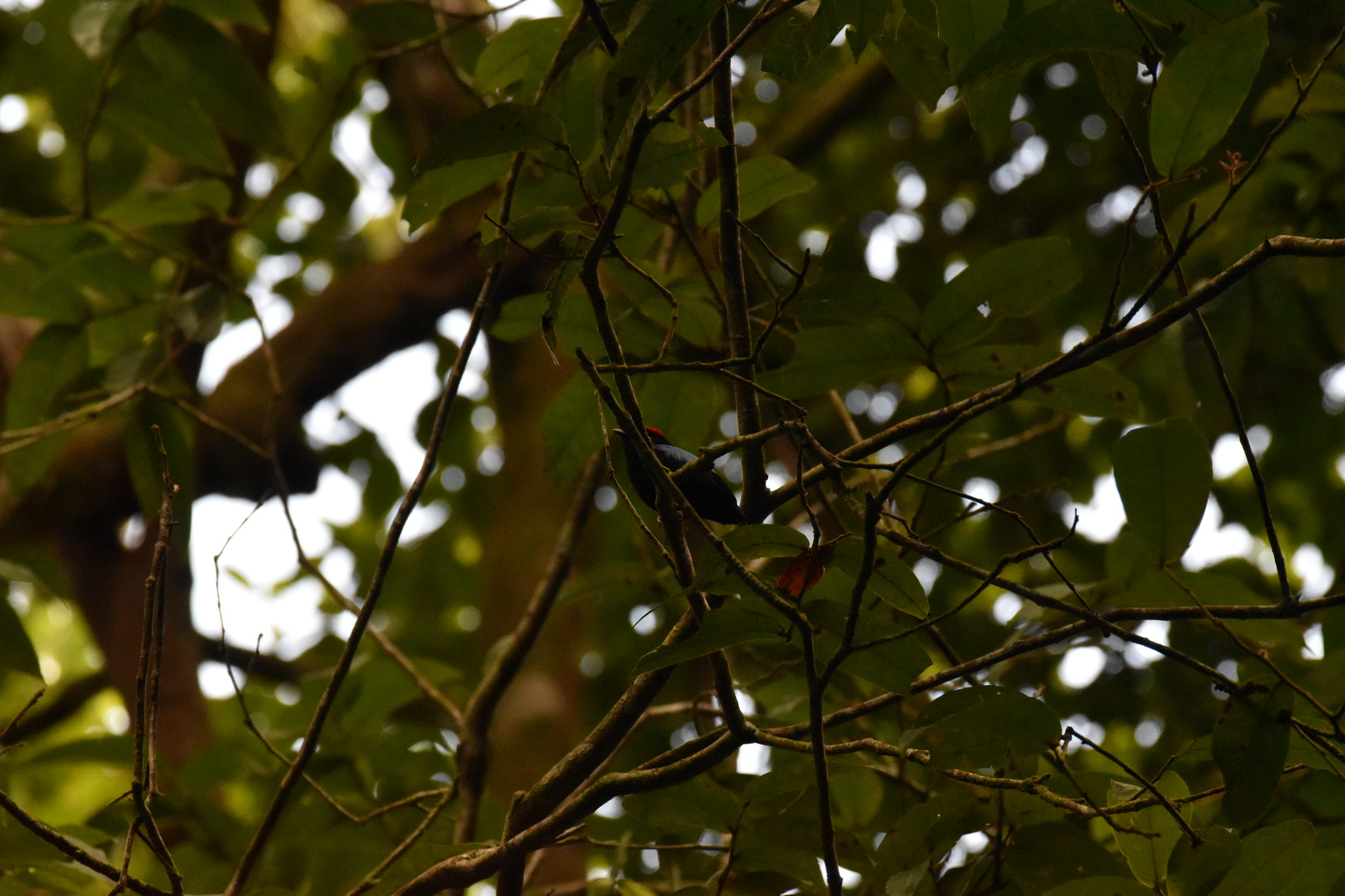 Blue-backed Manakin (Chiroxiphia pareola), photo 4
